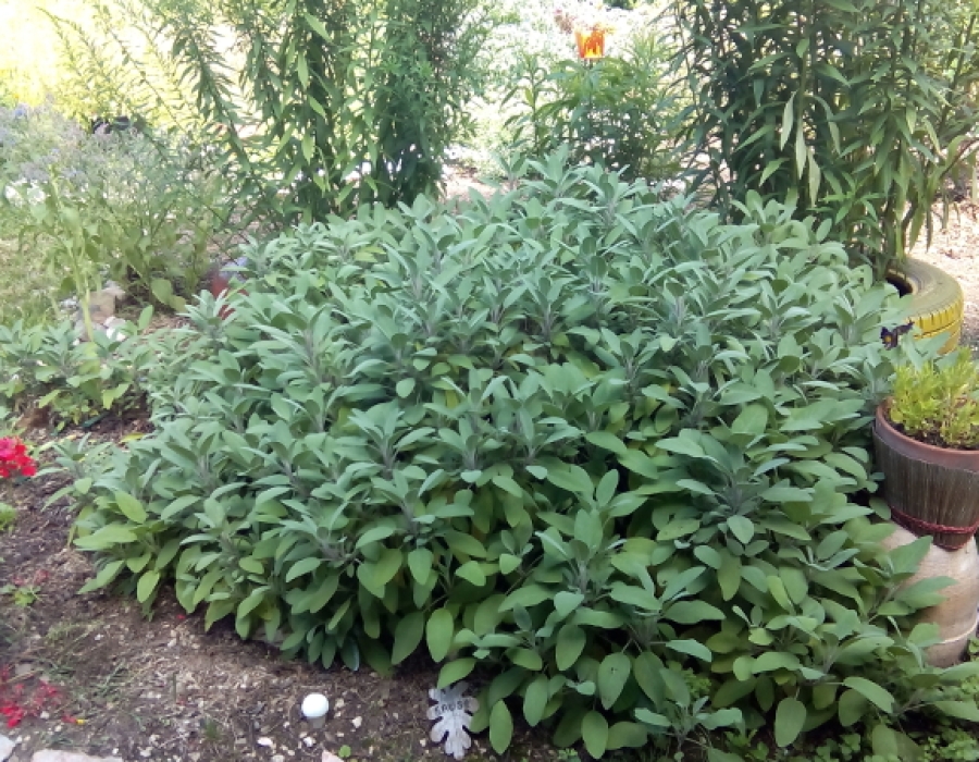 Jardin
